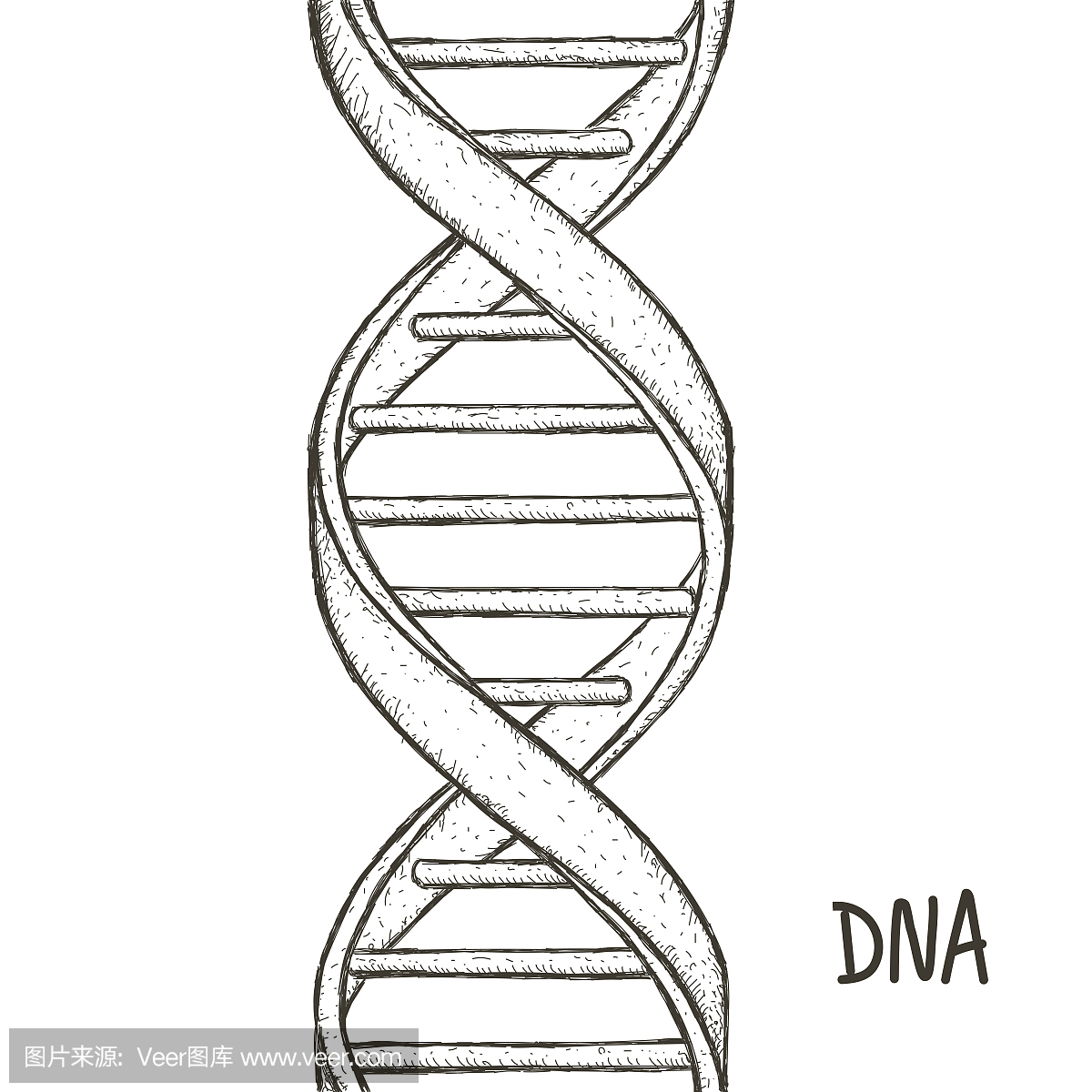 黄金的Dna。Dna的象征。Dna螺旋的象征。基因图标。